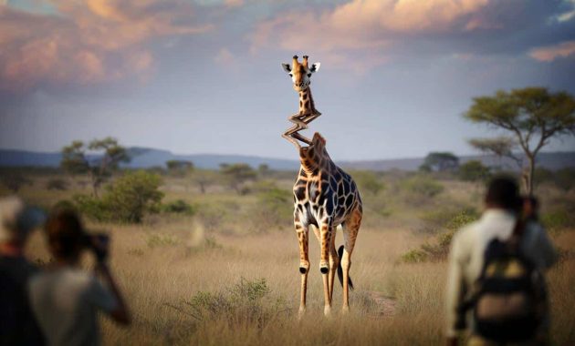 A giraffe with a strange neck in South Africa baffles scientists’ understanding