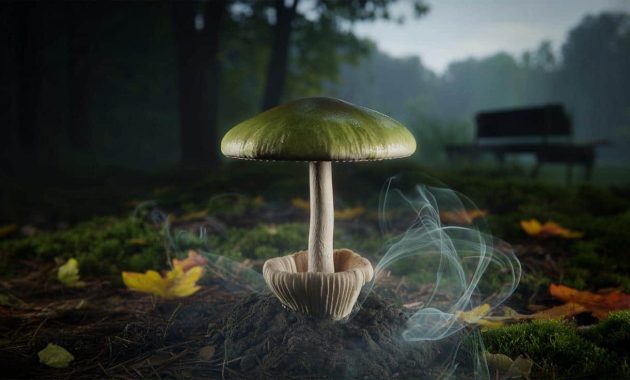 Death cap mushroom: the world’s deadliest fungus may be evolving to unleash new toxins