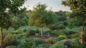 Around each fruit tree, we’ll plant productive shrubs”: inside the creation of an edible forest garden