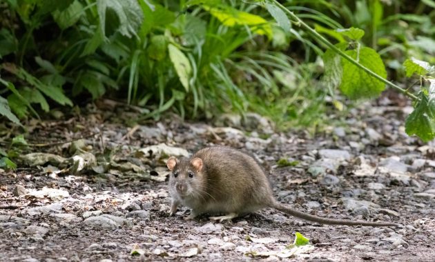 One simple bathroom product is enough to stop rats from overwintering in your garden