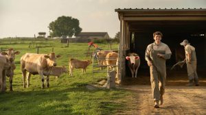 Beef cattle farming: organising work to reclaim free time and “live like everyone else”