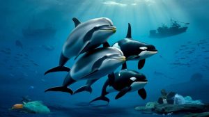 Dolphins and orcas have passed the evolutionary point of no return