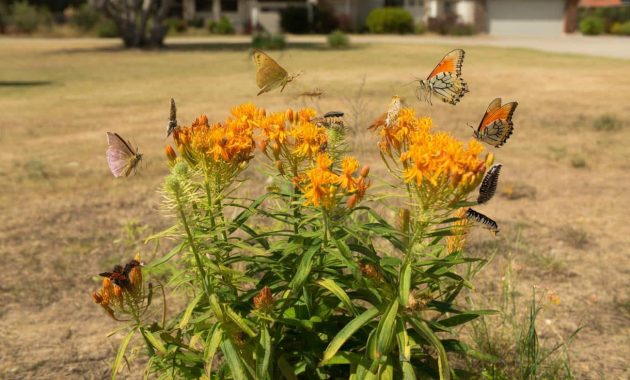 The plant that thrives without water loves heat and turns any yard into a butterfly haven