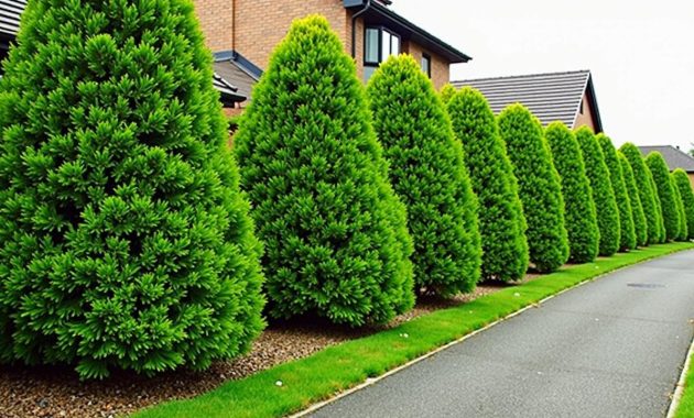 Thuja hedges are over (thank goodness): here are the boundary plants that really make an impact
