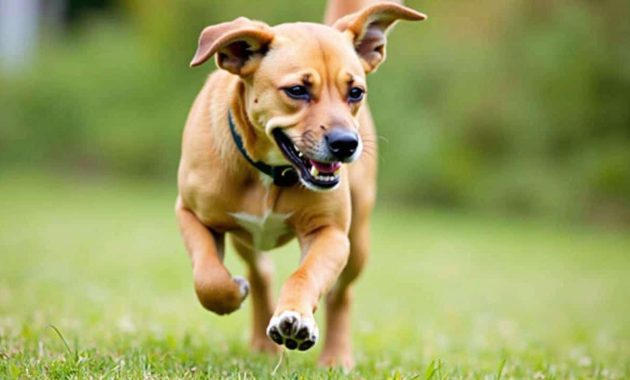 When a dog starts running around like crazy, it’s not just because it wants to play: experts say They explain the reasons